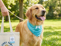 Golden retriever wearing aqua cooling ice scarf on a sunny walk