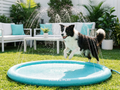 Border collie playing on aqua splash pad sprinkler in sunny backyard