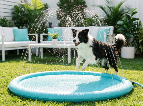 Border collie playing on aqua splash pad sprinkler in sunny backyard